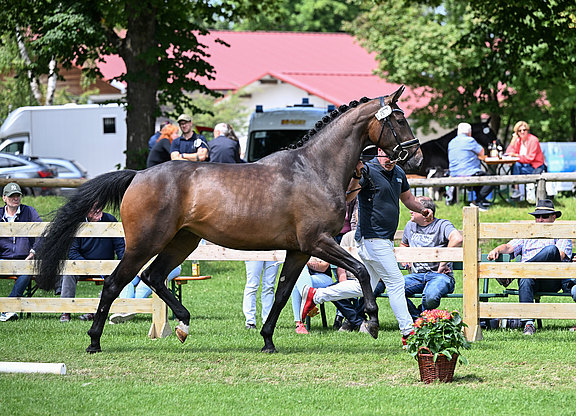 Kat-Nr._45_Donaus_Zupermaus_v._Zuperman_Pollich_23240793.jpg  